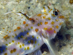 A colourful but timid Blotched Goby (Coryphopterus infram... by Brian Mayes 